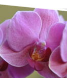 Savoir entretenir une orchidée