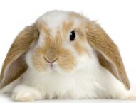 Adoption d'un lapin