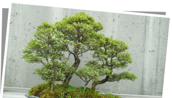 Le bonsaï d'intérieur, un arbre miniature dans la maison - Fleurs & Plantes  du lac